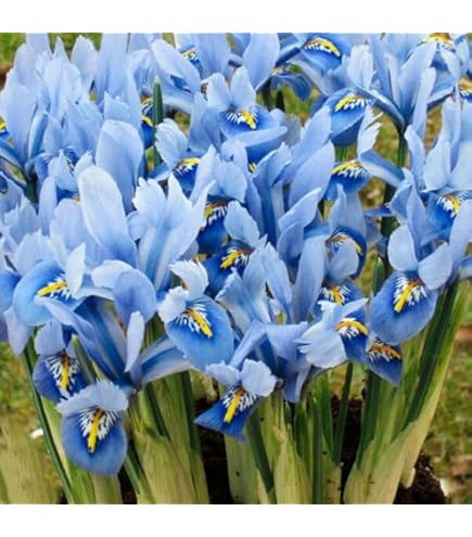 Amazon.co.jp: 夏植え球根 オキザリス ケンアスレット 10球