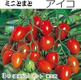 ミニトマト 苗 アイコ 9cmポット (実生)