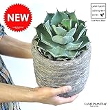 LAND PLANTS アガベ 雷神 ストーン加工の陶器鉢