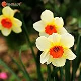 Bonsai Seeds Of Aquatic Plants Double Petals Pink Daffodils Seed For Home Garden 100 Particles / Lot