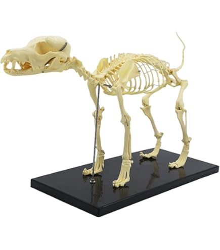 Amazon.co.jp: 動物の頭蓋骨レプリカ キツネの頭蓋骨標本 本物の動物の