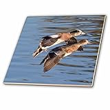 VWPics鳥 – オスとメスAmericanヒドリガモDucks Landing with Reflection。Bolsa Chica Wetlands、カリフォルニア – タイル 8-Inch-