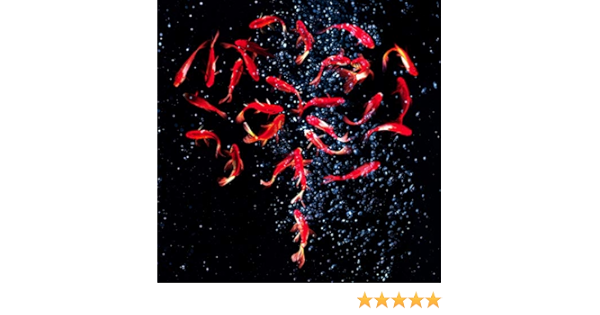 Amazon Music 神はサイコロを振らないの泡沫花火 Amazon Co Jp Amazon Music 神はサイコロを振らないの泡沫花火 Amazon Co Jp