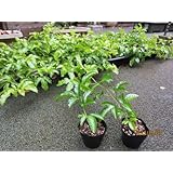Amazon パッションフルーツ 苗 赤玉種 緑のカーテンとして活用でき とても美しいトケイソウ 時計草 の花が咲きます 果物