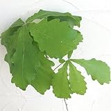 カシワ(柏）3.5号ポット[コナラ属の落葉高木 柏餅の木・庭園樹に！]