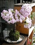 桜・・・そう聞くだけで心和む景色を貴方のもとへ【桜（旭山桜）の苔玉・炭化焼締器・敷石セット】 (白石)
