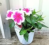 花市場直送便 花苗 日々草 ニルバーナ ピンクスプラッシュ ピンク覆輪 12入