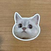 猫ミーム mqdefault.jpg
