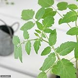(観葉)野菜苗 トマト マイクロトマト 3号(1ポット) 家庭菜園 本州・四国限定[生体]