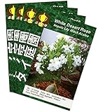 白 アザレアの花 Adenium obesum 10 Seeds タイ庭園 Thai Garden