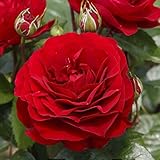 バラ苗 ディープボルドー 国産大苗裸苗 フロリバンダ(FL) 四季咲き中輪 赤系