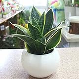 【観葉植物】 サンスベリア ゴールデンハニー ： 白色丸型陶器鉢に植えた　サンセベリア