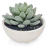 フェイクグリーン [セダム in bowl] HMA-0020