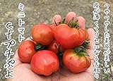 【てしまの苗】接木トマト/CFプチぷよ　 　9cmポット