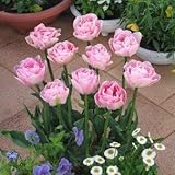 チューリップ　アンジェリケ　５球入