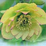 松浦園芸さんのクリスマスローズ：ダブル系 イエローピコティ4号深ポット ノーブランド品