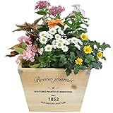 季節の寄せ植え　ウッドポット　杉ナチュラル（四角・大）