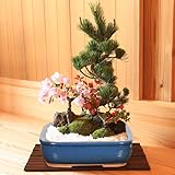 遊恵盆栽 盆栽：桜・五葉松寄せ植え*(青長方鉢)鉢植え 寄せ植え祝いgift誕生日祝御祝春bonsai