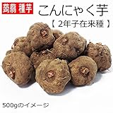 こんにゃく芋 2年子在来種 100g:2個前後
