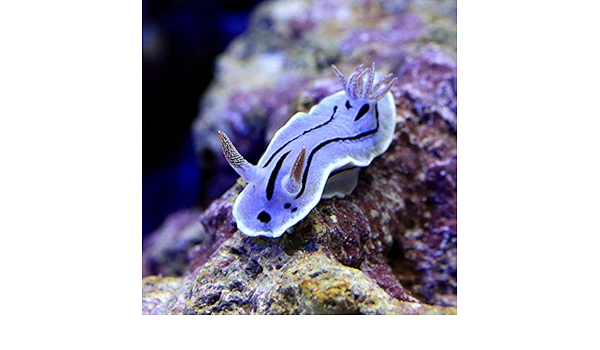 Amazon 海水魚 ウミウシ ミゾレウミウシ １匹 北海道 九州 沖縄航空便要保温 Charm チャーム 観賞魚 水中生物 通販