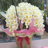 シンビジューム（シンビジウム）造花 白色 3本立ち（Sサイズ） 陶器鉢植え 光触媒加工された本物そっくりな蘭の花