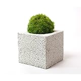 【eco-pochi】 苔ポチ×キューブミニ　白　コケポチ こけぽち 観葉植物　苔玉　竹炭やシラスを使った観葉植物用ポッド