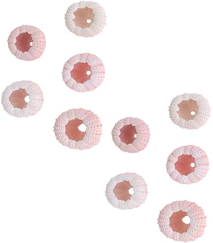 Amazon | 貝殻 パイプウニ スティック サイズ&カラーミックス Amazon | 貝殻 パイプウニ スティック サイズ&カラーミックス