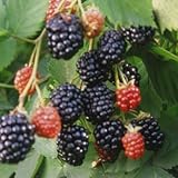 木いちご（キイチゴ）：ブラックベリーメルトントロンデス3.5号ポット ノーブランド品