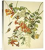 グローバルギャラリーノドアカハチドリ壁アート 18.3W x 22H in. オレンジ GCS-198098-22-142