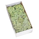大地農園 プリザーブドフラワー アイスランドモス大箱 (約500ｇ入り) グリーン DO061073-700