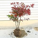 庭木：折鶴南天（おりづるなんてん）*折り重なる葉が美しい珍しい南天！