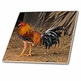 3drose Danita Delimont – Chickens – キューバ。Pinar del Rio。Vinales。Rooster。 – タイル 8-Inch-Glass ct_257376