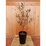 オリーブの木 ３．５号鉢植え 特A品 ピンチ物（枝ぶりを良くする処理） 自分流のガーデニングに仕上げて下さい植え替え・寄せかご・寄せ植えなどに大きく育てて下さいネ【SOUJU/創樹】