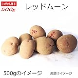 じゃがいも 種芋 レッドムーン 500g ジャガイモ