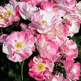 バラ苗 ソルベフランボワーズ 国産大苗デルバールオリジナル角鉢6号 四季咲き小中輪 複色系 フレンチローズ（デルバール）【