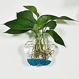 Lovoski ガラス製 水耕栽培容器 マイクロ 風景 DIY ホルダー テラリウム コンテナ 花瓶 プレゼント