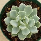シーデケリー 7.5cmポット エケベリア Echeveria Scheideckeri シャイデッケリ 福岡県産 多肉植物 多肉 観葉植物 インテリアグリーン 寄せ植えに