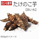 さといも 種芋 たけのこ芋 （別名：京芋） 100g：約1個 サトイモ