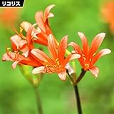 国華園　夏植え球根 リコリス サンギニア (キツネノカミソリ) 15球【※発送が国華園からの場合のみ正規品です】