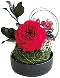 プリザーブドフラワー 苔玉 八重薔薇 紅花(べにばな) 3021