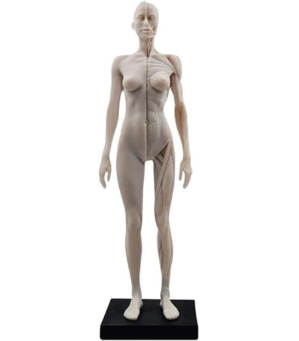 Amazon.co.jp: 人体模型 超合金 男女セット : 産業・研究開発用品
