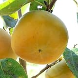 甘柿 苗木 貴秋 (PVP) 12cmロングポット苗 きしゅう カキ 苗 かき