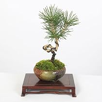 Amazon.co.jp: 遊恵盆栽 ミニ盆栽：糸魚川真柏（曲・5年生）* (萬古焼