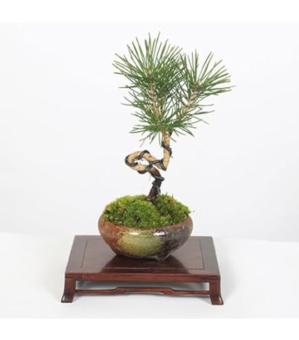 Amazon.co.jp: 遊恵盆栽：黒松（モダン陶器鉢 ）*苔と寒水付き くろ
