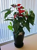 アンスリウム（アンスリューム）赤 10号鉢（尺鉢）四季咲きで花持ちが良く涼しげでギフトとして大変喜ばれている人気商品です。大変大きく高さもありお部屋のインテリアとして置いて頂くと一段と華やかになります