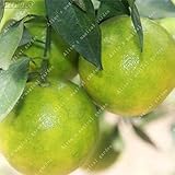 20PCSグリーン中国矮星オレンジシード盆栽フレッシュなおいしいジューシーな甘いフルーツシードは、簡単に育つ屋外植物を植え付け