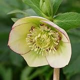 アネモネ咲き・中輪 クリスマスローズ　 ハイエンドセレクション　 メープルシフォン 9cmポット2016年秋の新苗