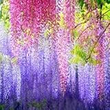 10 pcs hot selling PINK Wisteria Flower Seeds for home garden