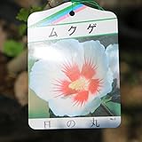 庭木苗：ムクゲ　品種お選びください！B群　ちょうど良い大きさ！ (日の丸)