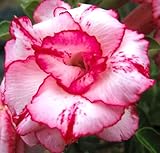 213.白地にピンクの縁取り！ド派手な花を咲かせるオベスムの名はレディ・ガガ。（Obesum・Ladygaga） 8粒 [並行輸入品]
